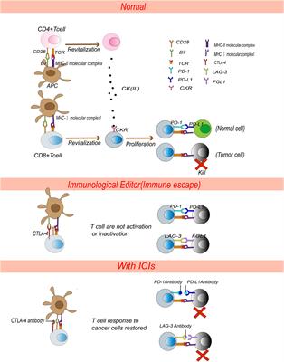 Advances in immune checkpoint inhibitors induced-cardiotoxicity